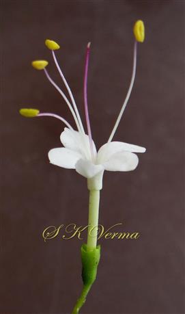  Flower